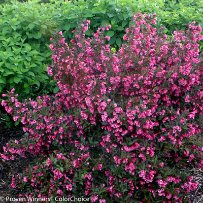 Weigela florida Sonic Bloom® Pure Pink Sonic Bloom® Pure Pink Weigela from  Prides Corner Farms