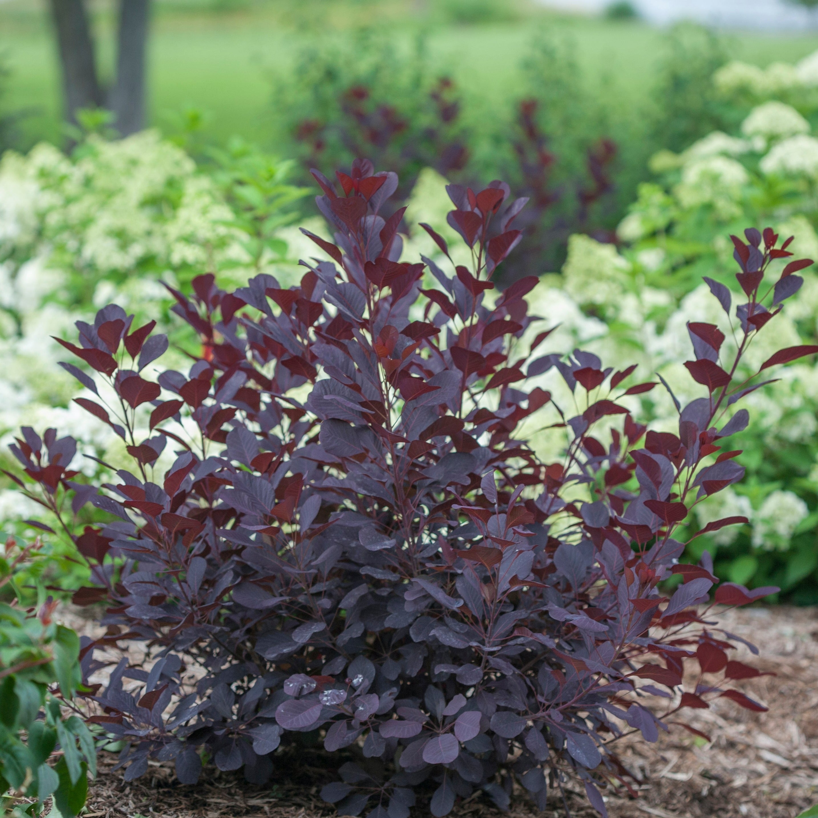 Winecraft Black® Smokebush (Cotinus)