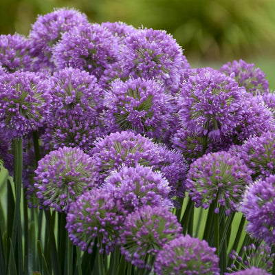 Catmint (Nepeta 'Cat's Pajamas') in the Catmints Database 