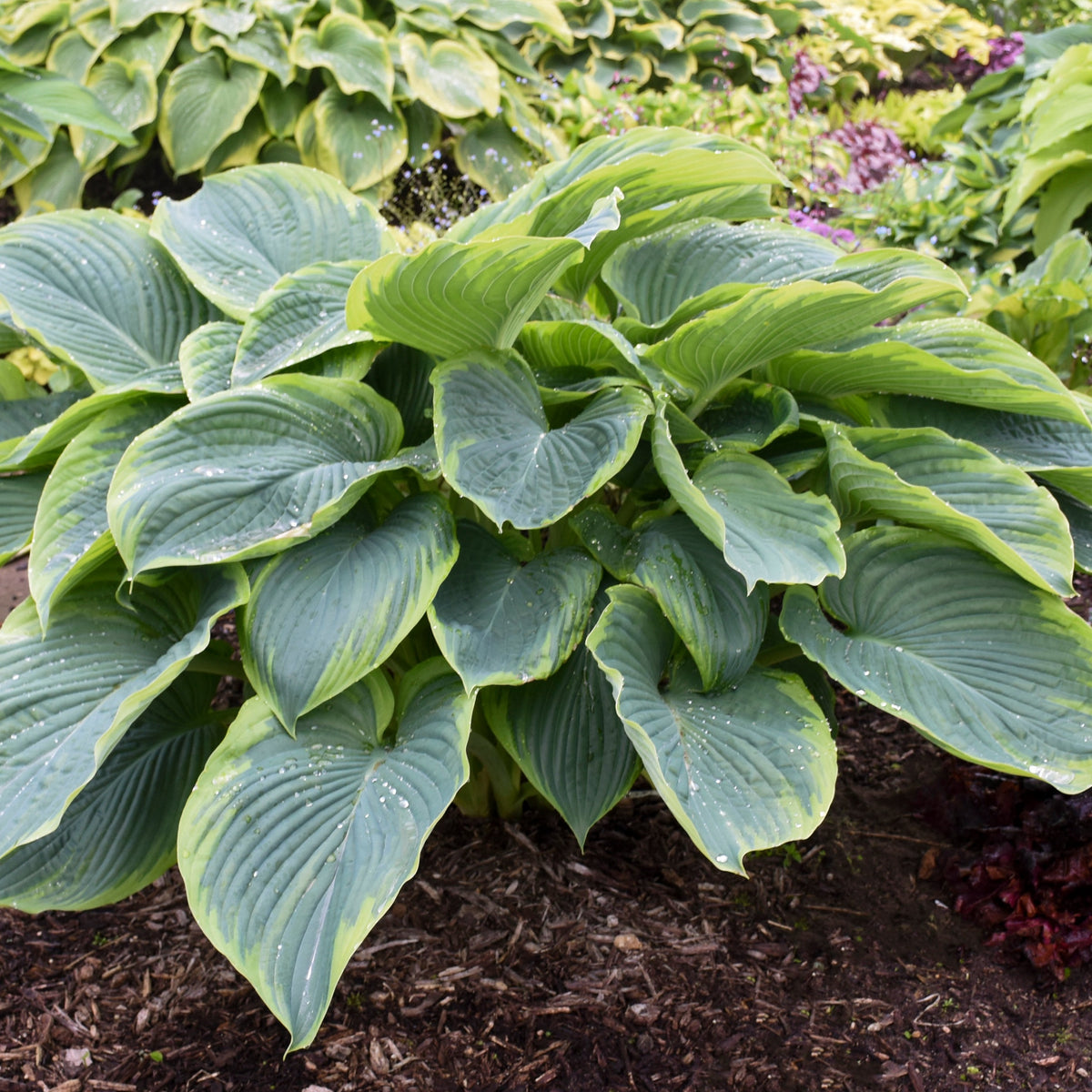 Proven Winners® Perennial Plants|Hosta - Shadowland 'Wu-La-La' - Proven