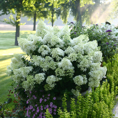 Incrediball® - Smooth Hydrangea - Hydrangea arborescens