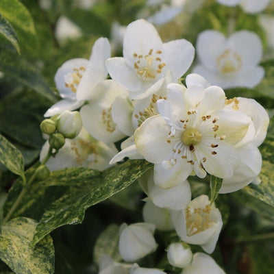 Glitters & Glows® - Arrowwood Viburnum - Viburnum dentatum var