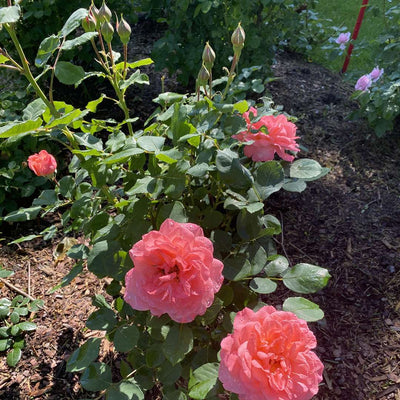 SONIC BLOOM® Pure Pink Weigela - Garden Crossings