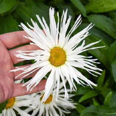 Leucanthemum AMAZING DAISIES® 'Banana Cream II' - Garden Crossings