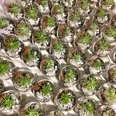 Corporate event gifts customized airplant terrariums