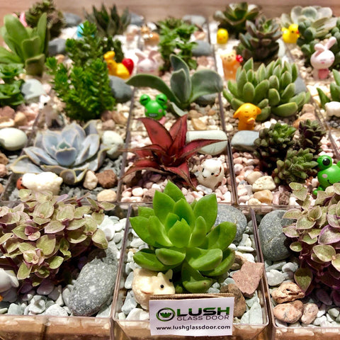 Customized succulent square pots for corporate gifts