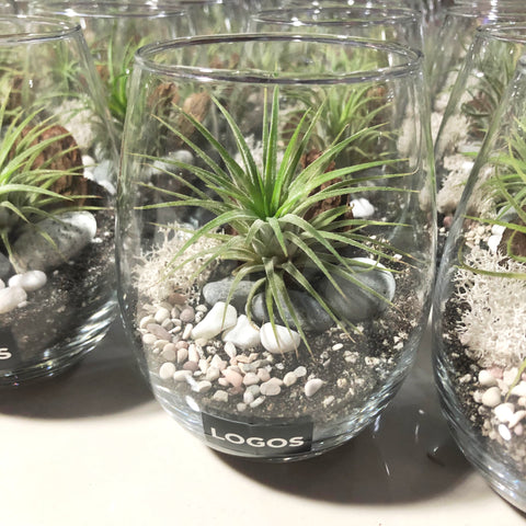 Airplant terrariums for corporate event door gifts