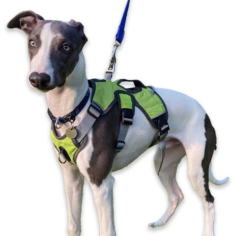 5 month old whippet puppy wearing our escape proof green sighthound harness