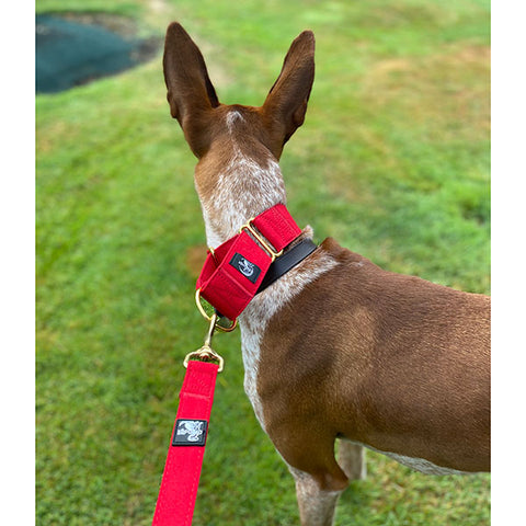 podenco wearing our matching martingale collar and lead set
