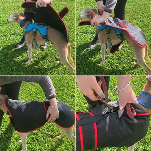 best whippet coat for use with harness