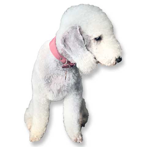 bedlington terrier collar pink fishtail leather