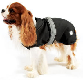 cavalier king charles spaniel dog coat