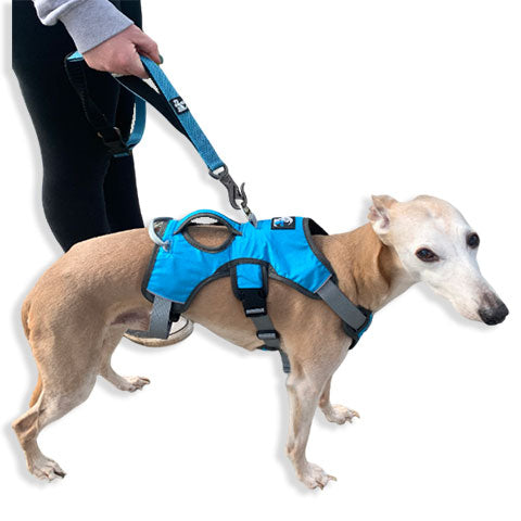 dog leash with close control handle