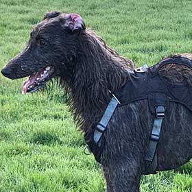 Angus the deerhound wearing escape proof harness