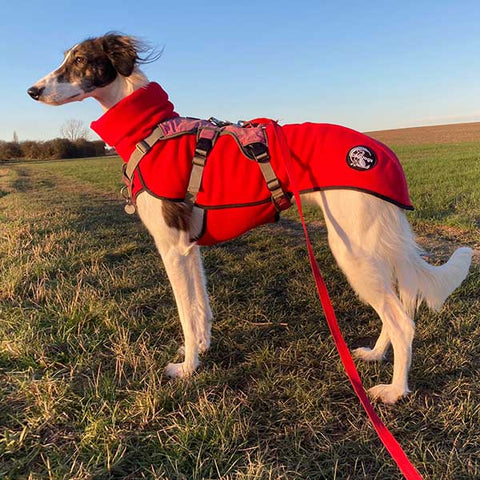 Pippin wearing fleece sighthound base layer