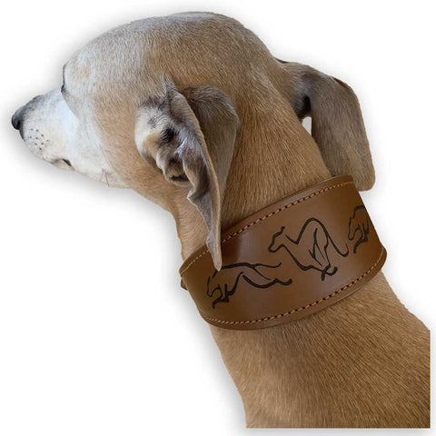 Joey our whippet wearing the tan leather, embossed, padded sighthound collar.