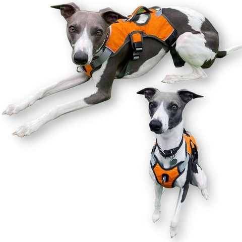 front ring dog harness uk - lurcher whippet greyhound harnesses. Our best selling sighthound dog harness.