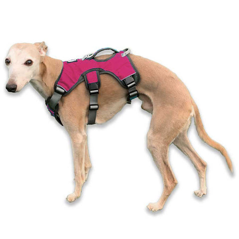 Now in cerise pink - escape proof whippet greyhound harnesses
