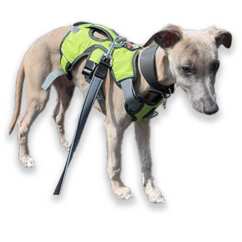 puppy wearing our green escape proof harness