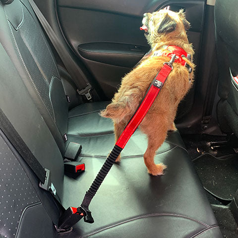 dog seat belt adaptor lead