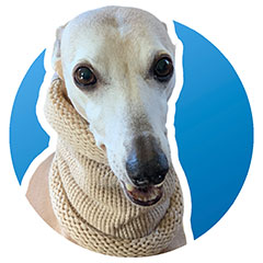 whippet snood