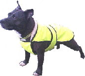 dog coat with chest protector in hi vis yellow staffordshire bull terrier