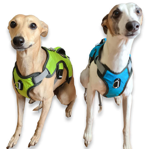 turquoise blue escape proof whippet greyhound lurcher harness with front control