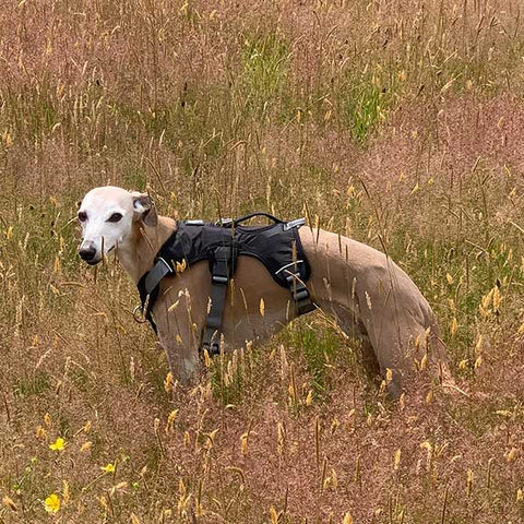 Escape proof greyhound and whippet harnesses