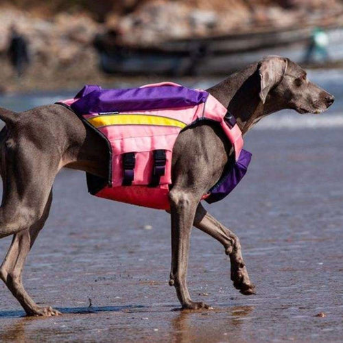 whippet life jacket