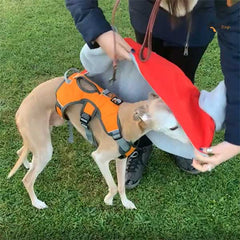 whippet coat being worn over the top of our escape proof harness