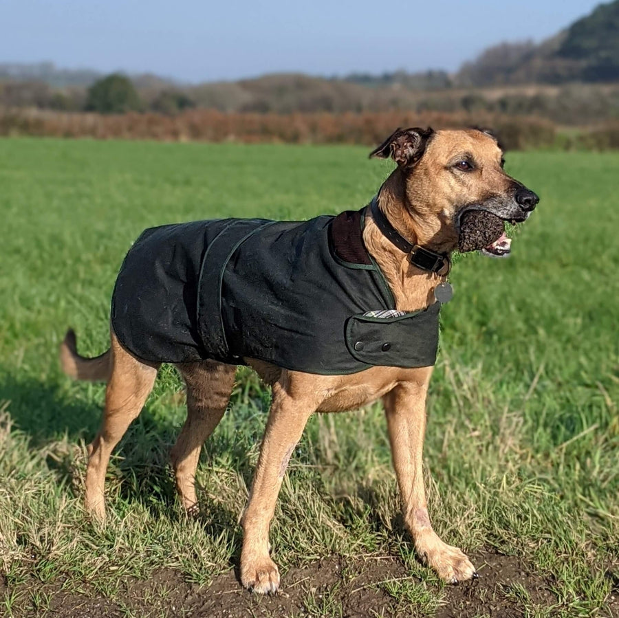 waxed waterproof dog coat