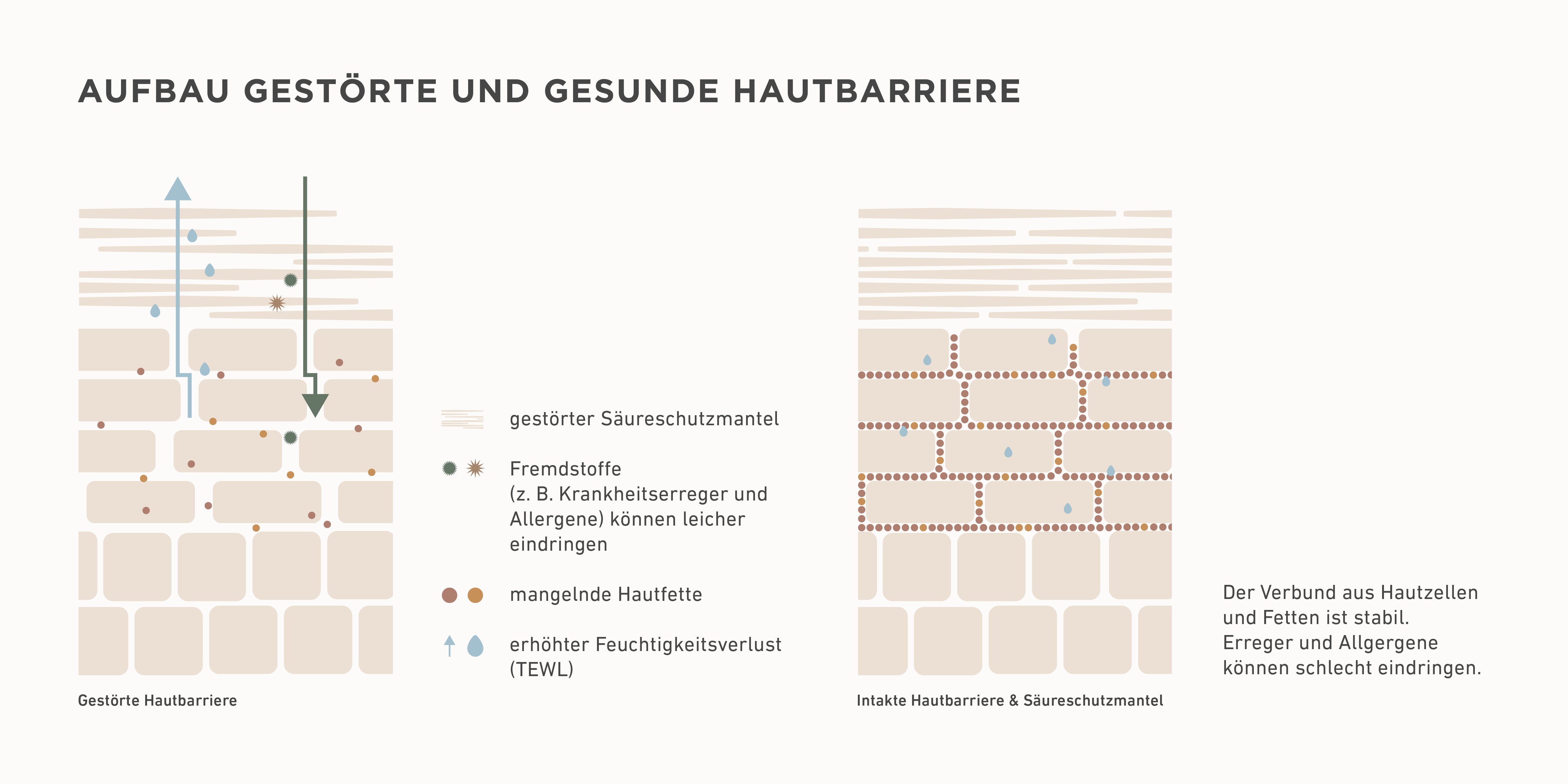 Grafik zur Ansicht einer gestörten Hautschutzbarriere.