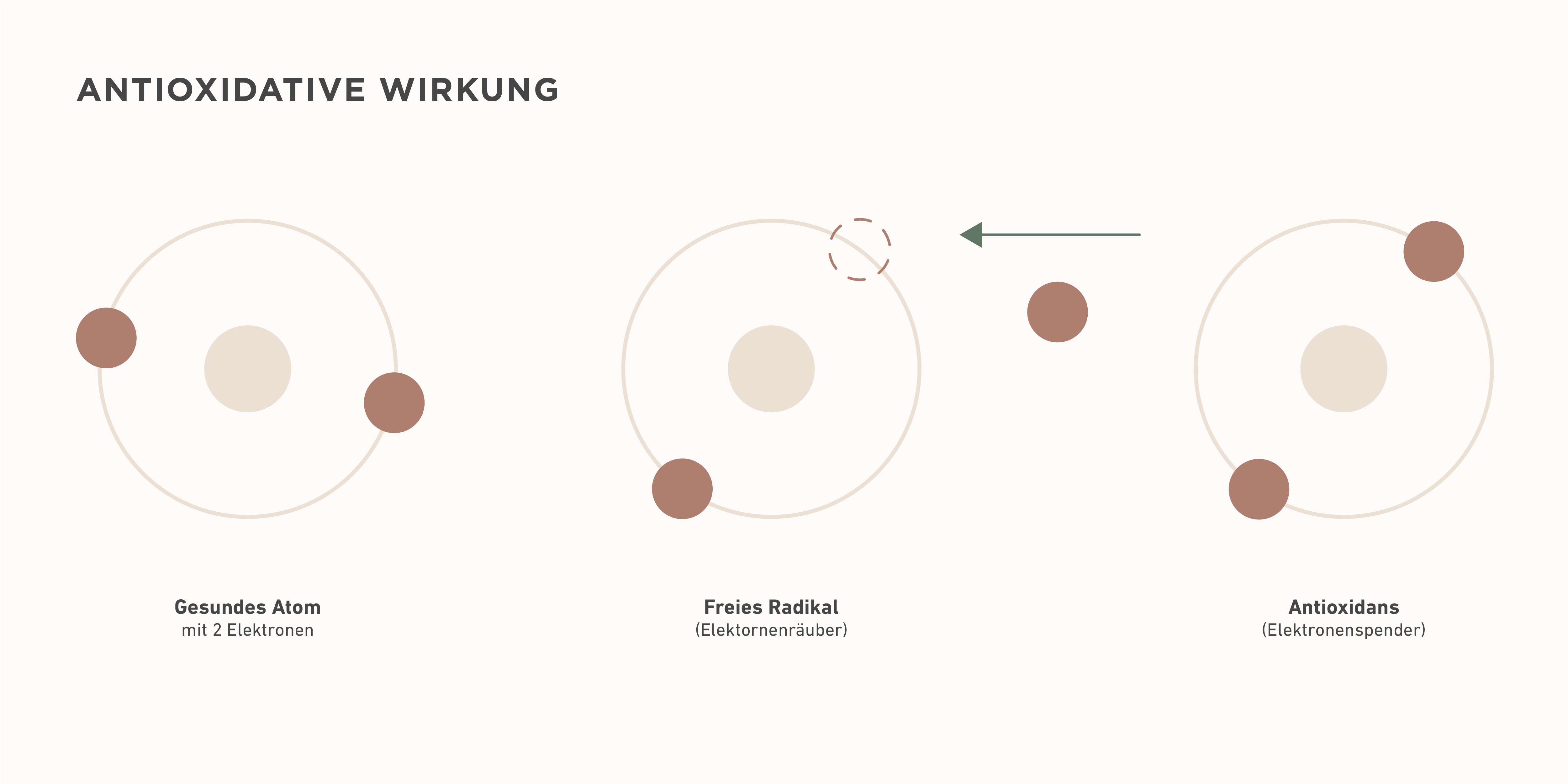 Antioxidantien-wirkung-haut-pflege