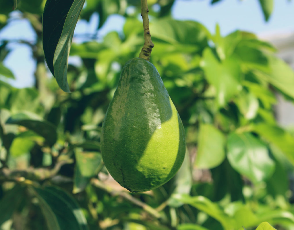 Avocado hanging from a tree