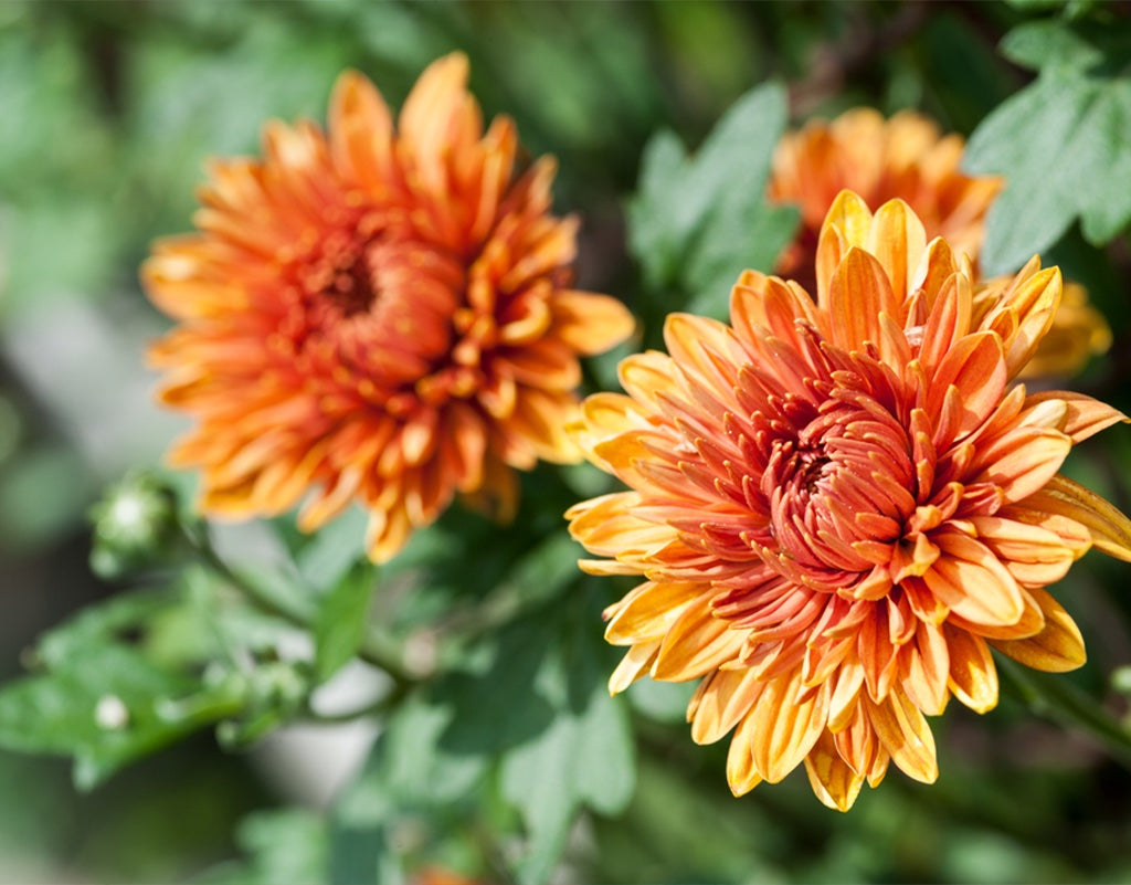 calendula flower