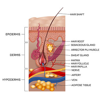 dry skin during pregnancy science