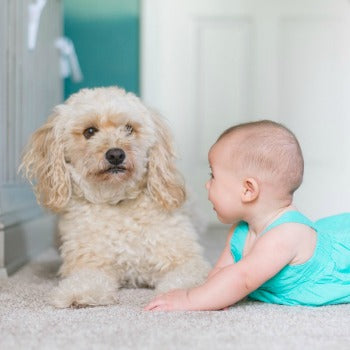 Baby and pet