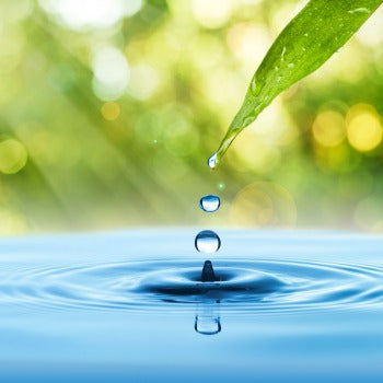 leaf with dew dripping into water