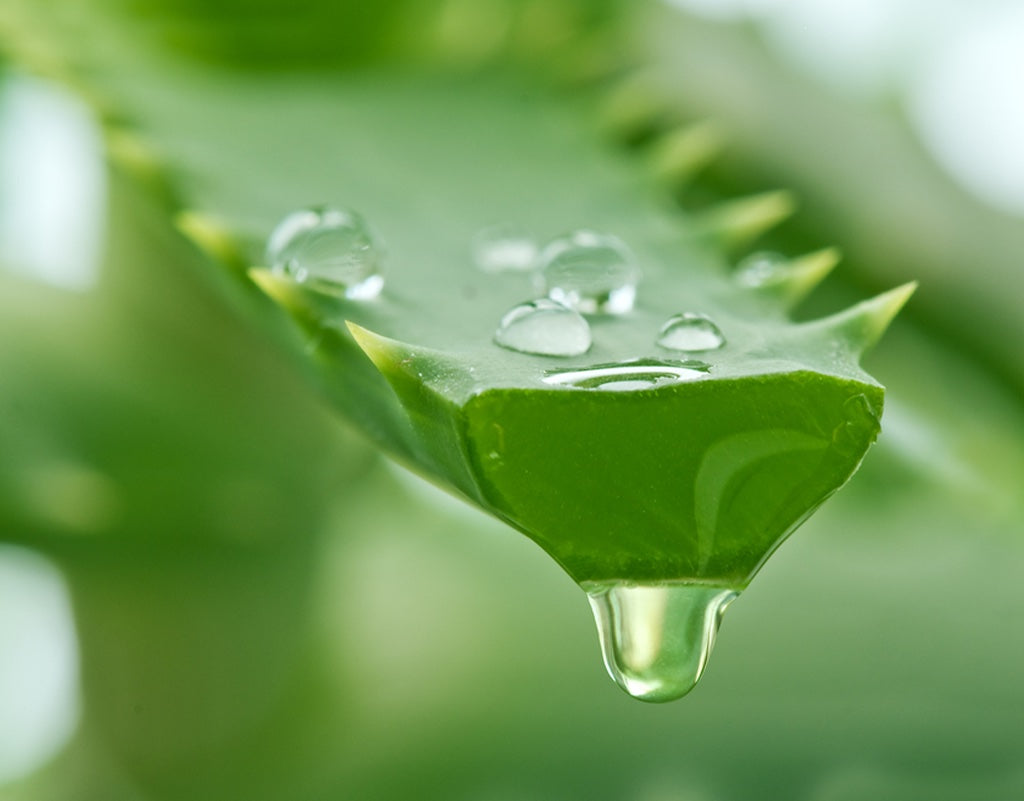 Aloe plant