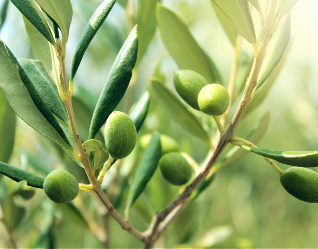 olive plant tree