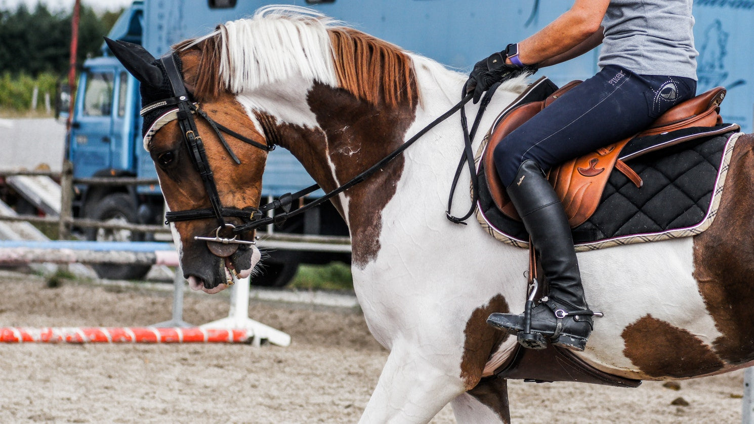 equestrian paddock boots