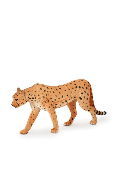 Mojo Cheetah Male