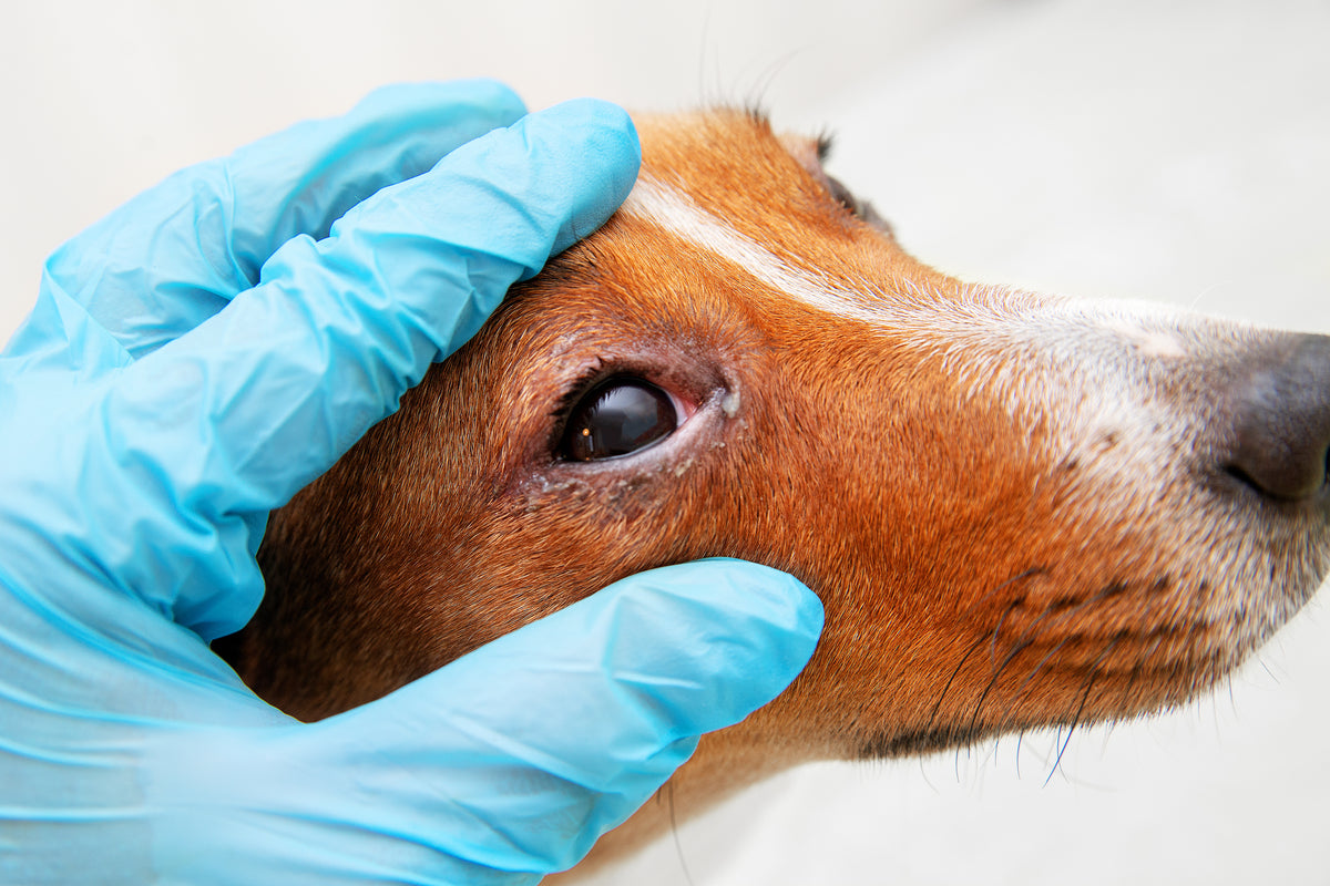 what causes green nasal discharge in dogs