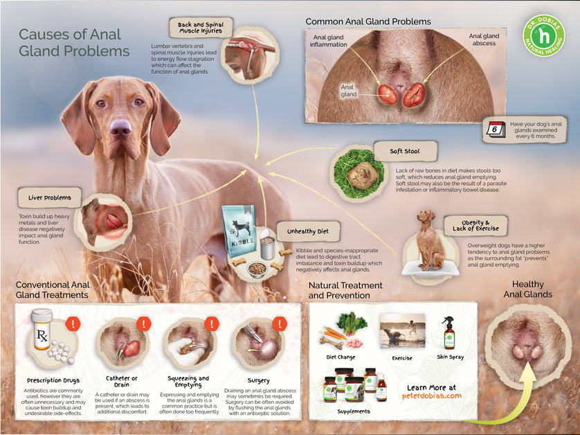 what can dogs take for inflammation