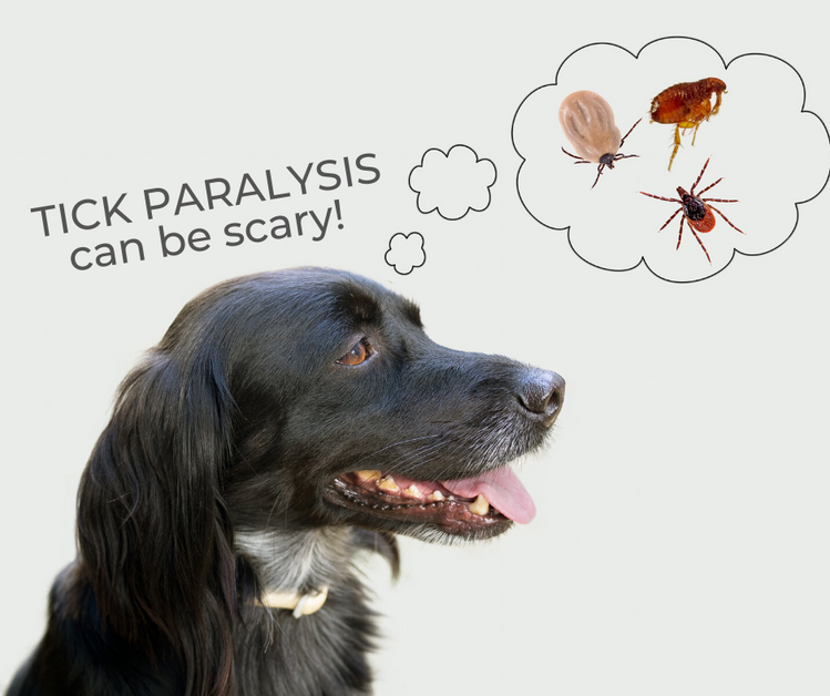 can dogs die from tick paralysis