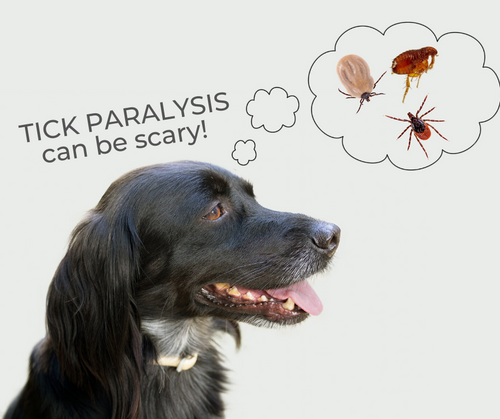 do dogs recover from tick paralysis