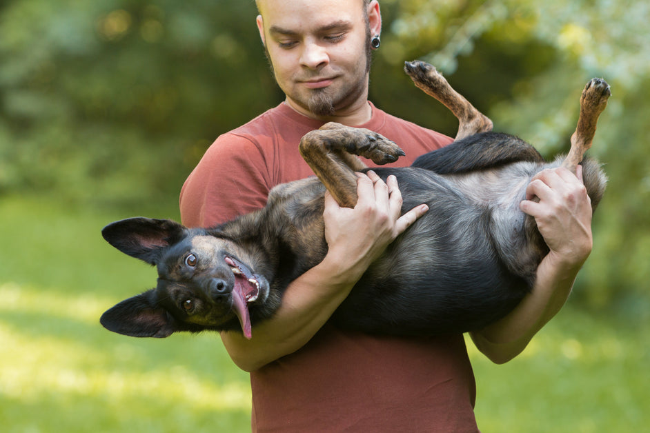 How_to_carry_a_dog_Dr_Dobias_1200x628.jpg