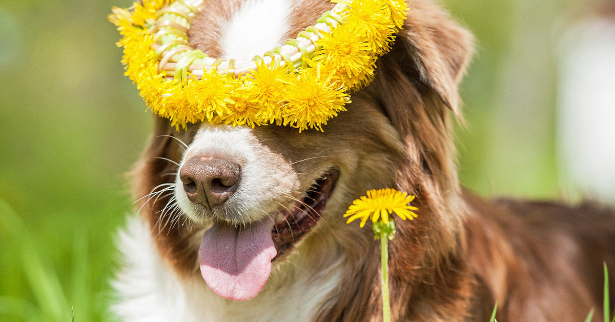 is dandelion root safe for dogs