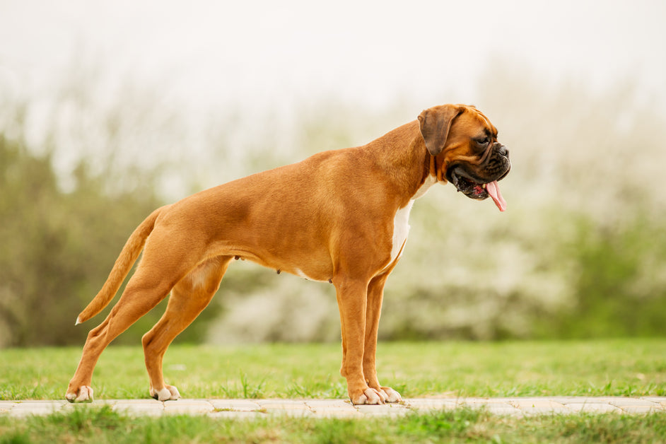Dogs with narrow shoulders prone to heart disease | Dr. Peter Dobias