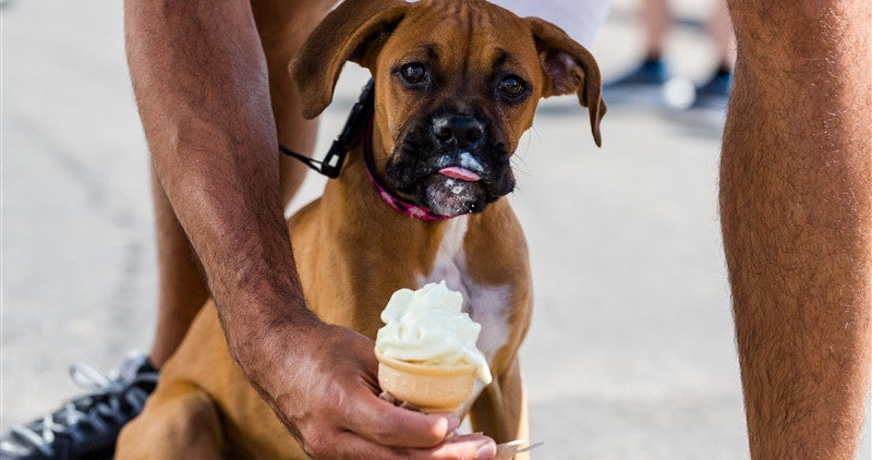 dog ate chocolate ice cream